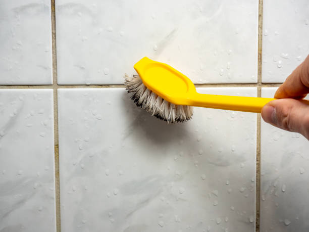 Lauderdale Lakes, FL Mold Removal Company