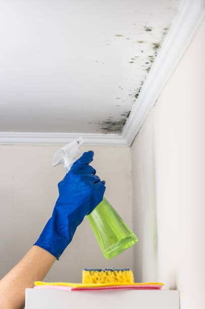 Best Attic Mold Removal  in Lauderdale Lakes, FL